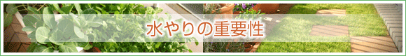 水やりの重要性